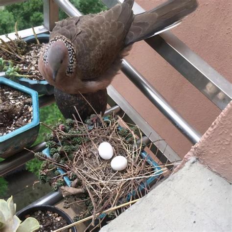 斑鳩築巢下蛋風水